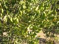 Starfruit, Carambola / Averrhoa carambola